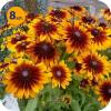 RUDBECKIA HIRTA CAPPUCCINO 8 SZTUK